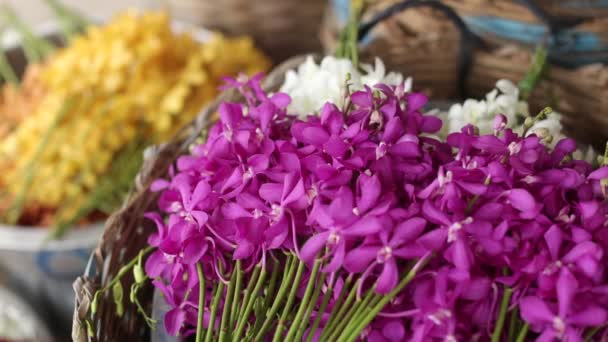 Piles Fresh Colorful Orchid Flower — Vídeo de Stock