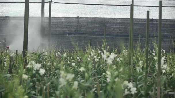 Farmer Spraying Fertilizer Orchid Farm — Video
