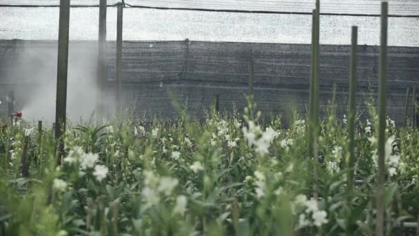 Farmer Spraying Fertilizer Orchid Farm — Vídeo de Stock