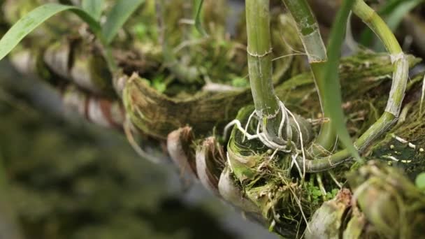 Close Footage Orchid Coconut Pot Farm — стоковое видео