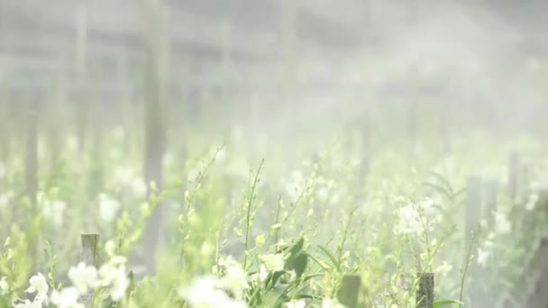 Farmer Spraying Fertilizer Orchid Farm — Vídeos de Stock