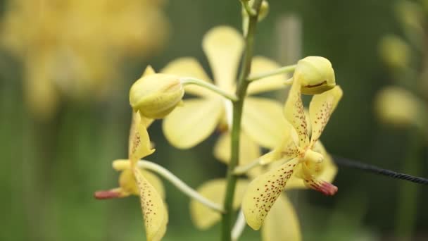 Close Footage Beautiful Yellow Orchid — стокове відео