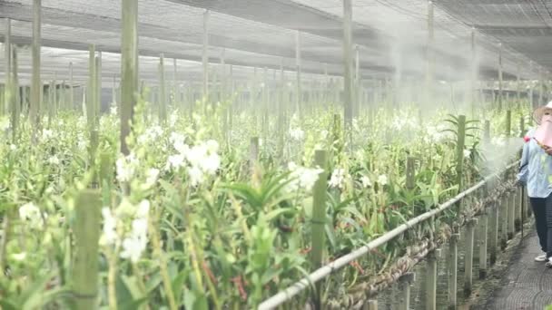 Farmer Spraying Fertilizer Orchid Farm — Stok video