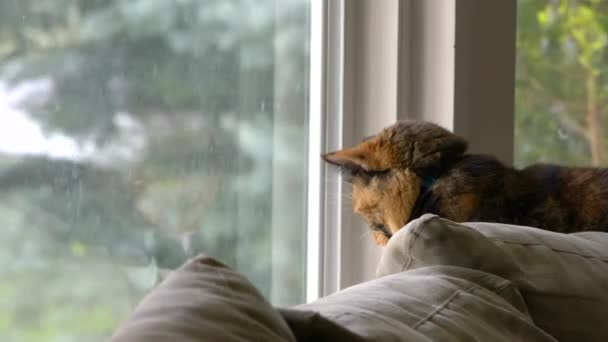 Beautiful Calico Cat Named Zelda Sits Perched Couch She Normally — Vídeo de Stock