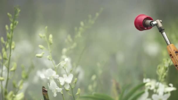 Çiftçi Çiftlikteki Orkide Gübre Sıkıyor — Stok video