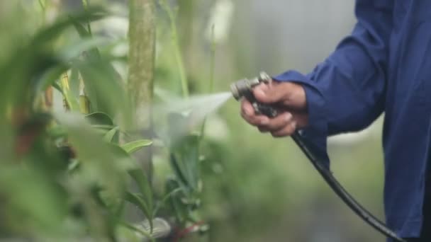 Farmer Spraying Fertilizer Orchid Farm — Stock Video