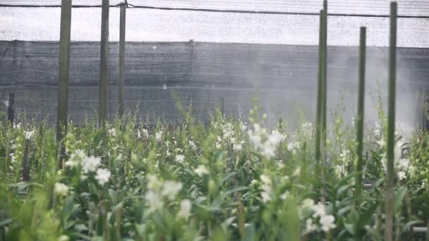 Farmer Spraying Fertilizer Orchid Farm — Vídeos de Stock