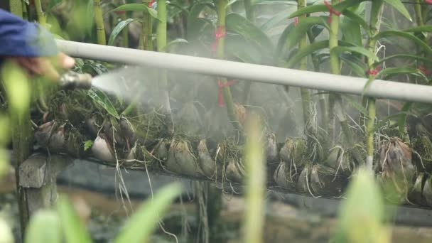 Farmer Spraying Fertilizer Orchid Farm — Vídeos de Stock