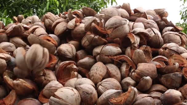 Pile Dried Coconut Shells — Stockvideo