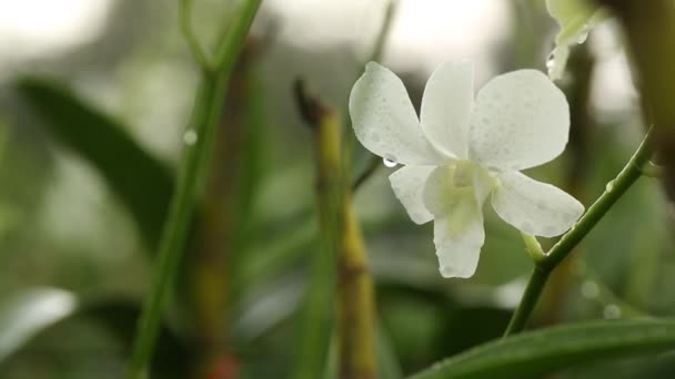 Close Footage Beautiful White Orchid — Video Stock