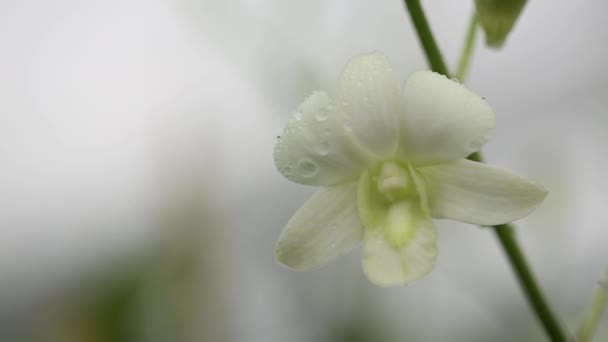 Close Footage Beautiful White Orchid — Vídeo de Stock