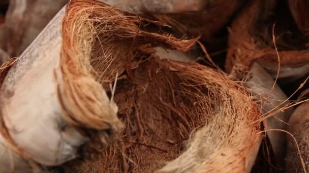 Close Footage Dried Coconut Shell — Vídeo de Stock