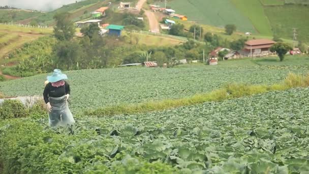 Farmer Working Fertilizer Spraying Process Beautiful Scenery Cabbage Farm — Vídeo de Stock