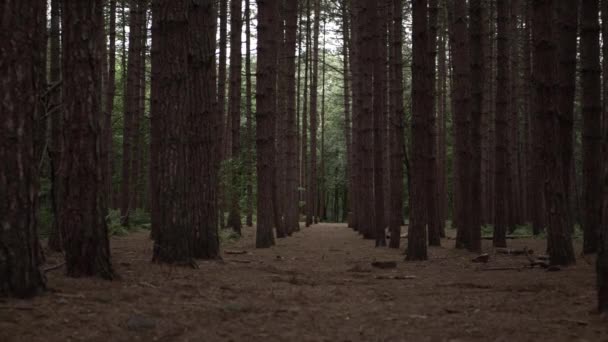 Fußweg Kiefernwald Breit Geschossen — Stockvideo