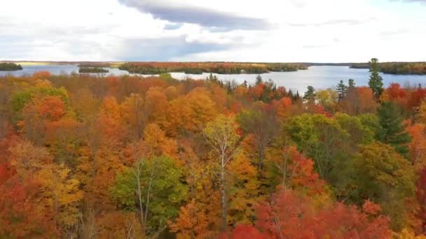 Flight Autumn Treetops Reveal Lake Cottage Country — Video