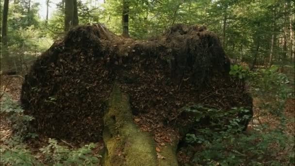 Fallen Tree Middle Forest Showing Its Roots Unrooted Storm Natural — Stock video