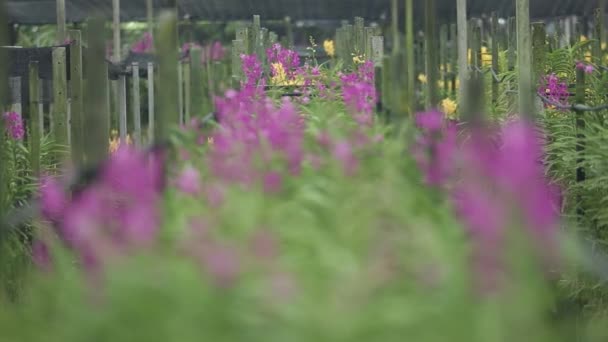 Footage Lots Beautiful Orchid Farm — Stock Video