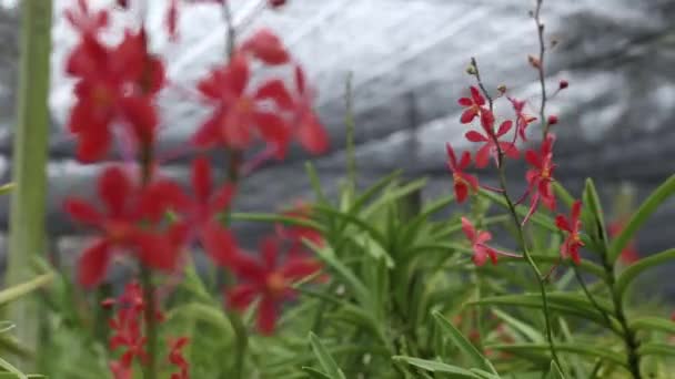 Close Footage Beautiful Red Orchid Flowers — Vídeo de Stock