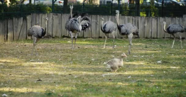 Rhea Birds Walk Group Grass Looking Food — Vídeos de Stock