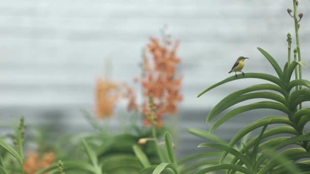 Footage Focus Shifting Little Bird Beautiful Orchid — Stockvideo