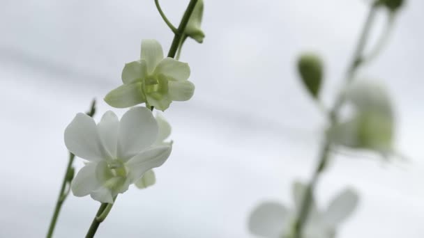 Close Footage Beautiful White Orchid — Vídeos de Stock