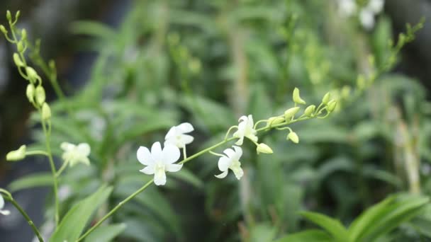 Close Footage Beautiful White Orchid — Vídeo de Stock