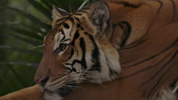 Tiger Laying Closeup Listening Prey Jungle — стоковое видео