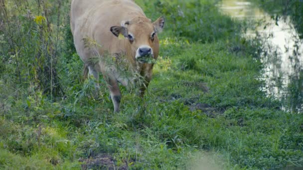 Hungry Brown Cow Horn His Head Eating Looking Happily Camera — Stockvideo