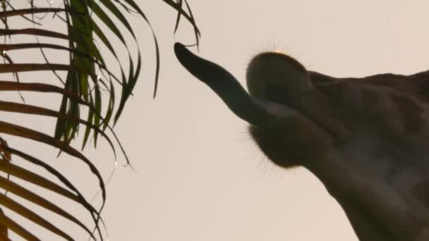 Giraffe Tongue Reaching Foliage Sunset Slomo — Video Stock