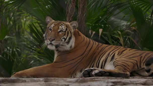 Tiger Laying Jungle Zoo Habitat Slomo — стоковое видео