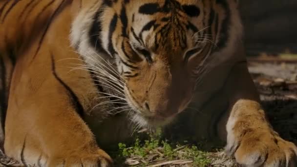 Tiger Licks Lip Raises Head Slow Motion — Vídeo de Stock