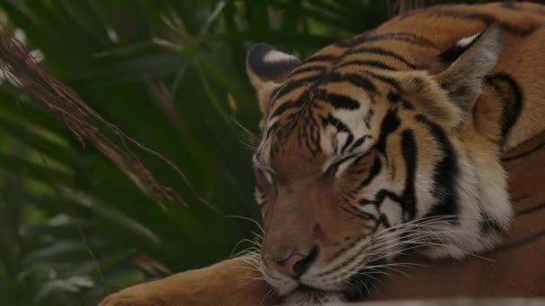 Tiger Sleeps Jungle Sways Slow Motion — Vídeo de Stock