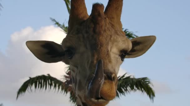 Giraffe Tongue Licking Its Nose Super Slomo Golden Hour — Vídeos de Stock