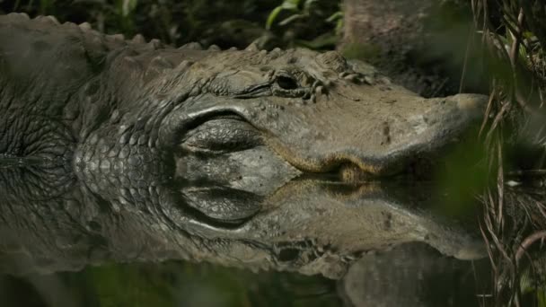 Alligator Perfect Reflection Water Waiting Prey — стоковое видео