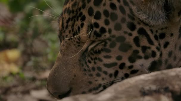 Jaguar Sleeping Close Still Dangerous Cute — Stockvideo