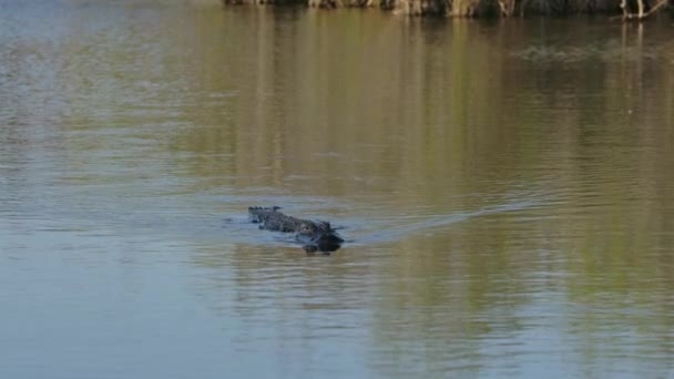American Alligator Swimming Slow Motion Wide — Vídeos de Stock