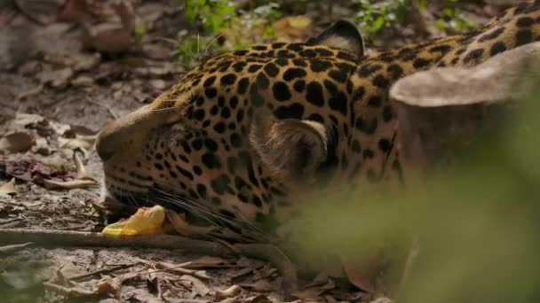 Jaguar Sleeping Jungle Floor — Stockvideo