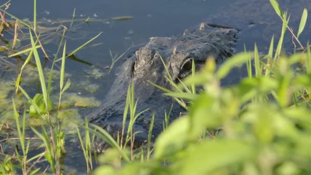 Alligator Slide Plant Reveal Sneaky Predator — Stok video