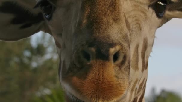 Giraffe Chewing Golden Hour Close Super Slomo — Stock videók
