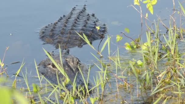 Alligator Sneaky Predator Waiting Weeds Partially Exposed — Vídeos de Stock