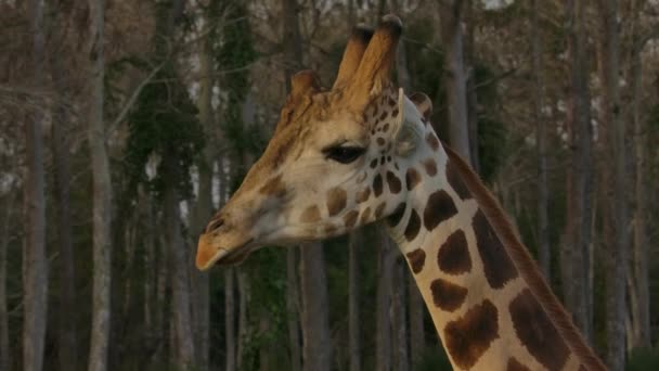 Giraffe Walking Beautiful Background Golden Hour Super Slowmo — Αρχείο Βίντεο