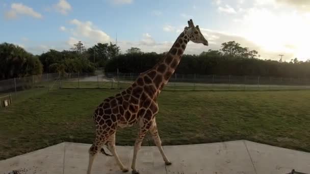 Giraffe Walks Tower Sanctuary — Stok video