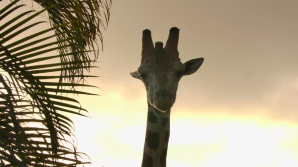 Giraffe Epic Sunset Looking Camera — Wideo stockowe