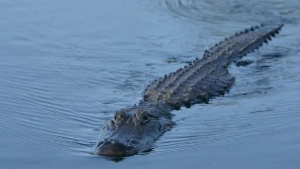 American Alligator Swimming Close Super Slomo — Stockvideo