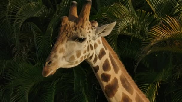 Giraffe Close Walking Jungle Background Golden Hour — Stockvideo