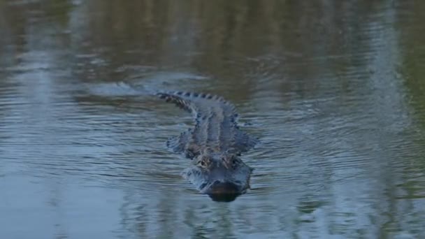 American Alligator Swims Straight You Super Slomo — стокове відео