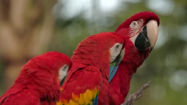 Parrot Turns Lifts Foot Looking Friends — ストック動画