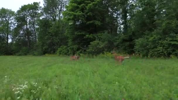 Cerfs Queue Blanche Courant Dans Les Bois Carabine Suivre Cam — Video