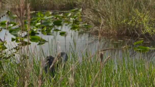 Great Blue Heron Lifts Its Head Marsh Super Slomo — Video Stock