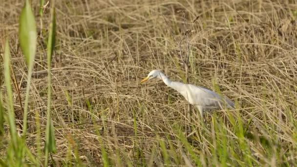 White Egret Walking Hunting Swamp Super Slomo — Stockvideo